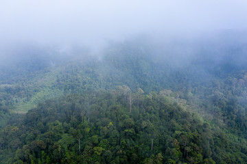 Wall Mural - Aerial view of cloud hanging over dense, mountainous tropical jungle