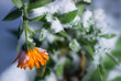 Snow covered, blooming wild flower in late November, signaling the fast change of seasons
