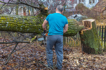 Wall Mural - Forestry worker - lumberjack works with chainsaw. He cuts a big tree in forest.