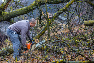 Canvas Print - Forestry worker - lumberjack works with chainsaw. He cuts a big tree in forest.