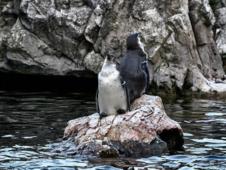 Shot of two penguins