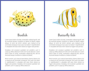 Wall Mural - Boxfish and Butterfly Fish Isolated on White Icons