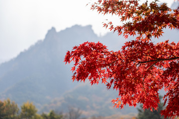 red tree in autumn in Korea