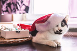 Fototapeta Koty - Cat with a Christmas hat. New year and Christmas concept still life photo