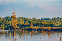 Louisiana Lake Landscape