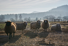 Flock Of White And Brown Sheep In The Pasture Land, Meadow Or Grazing Land During The Surise In The Cold Sunny Morning In The Mountain Countryside In Czech Republic.