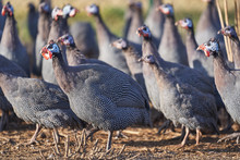 Close Up Picture On The Flock Of Adult Guinea Fowl, Numida Meleagris Birds In The Outdoor Paddock Of The Small Poultry Farm In System Of Organic Agricuture In The Sunny Autumn Day