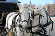 © elenak78 - Two white horses in harness