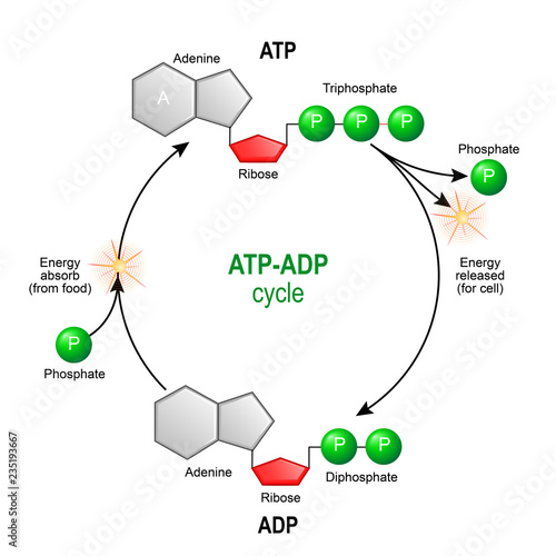 What Does Atp Energy Look Like Wasfa Blog
