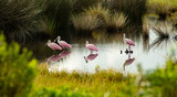 Fototapeta  - The Roseate Spoonbill is an unusual and unique wading bird found in the southern United States