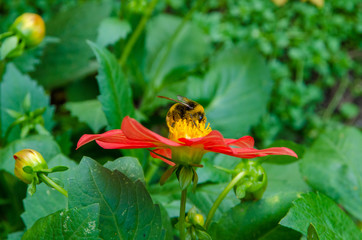 flowers, flowers grow in summer