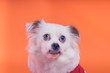 White spitz puppy, on an orange background. Dog in a red jumpsuit