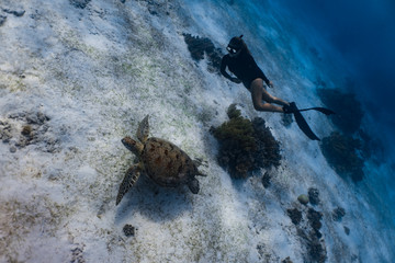 Wall Mural - A lady free diver in sexy bikini chasing a green sea turtle in a sandy reef