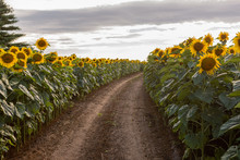 Path Through A Sunflower Field In Wisconsin