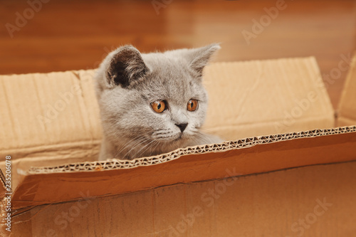 Jeune Chaton Race British Shorthair Yeux Jaune Orange Se Cachant Dans Une Caisse En Carton Stock Photo Adobe Stock