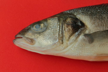 Sea bass fish face