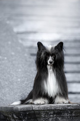 Wall Mural - Chinese crested dog is on ground. white stairs on background