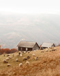 Herd of sheeps near wooden house in foggy autumn mountains. Carpathians, Ukraine, Europe. Landscape photography