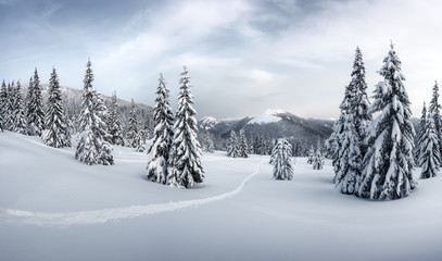 fantastic winter landscape with snowy trees. carpathian mountains, ukraine, europe. christmas holida