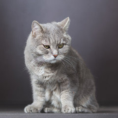  Gray elderly cat on a blurred background.
