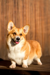 Wall Mural - happy Welsh corgi dog stay on wood flor. wood wall on background . studio