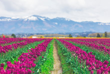 USA, Washington State, Skagit Valley, Tulip Field