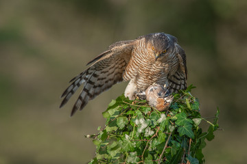 Aufkleber - A female sparrowhawk perched on the top of an ivy covered post, spreads her wings to protect her prey taken from behind showing her wings