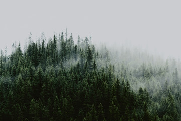 Plakat las widok drzewa trawa wzgórze