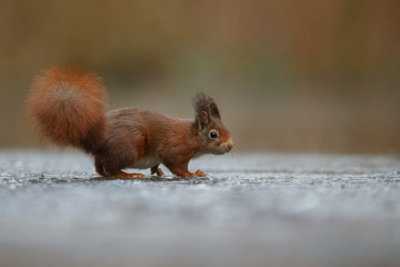 Wall Mural - red squirrel in the forest on a winter day