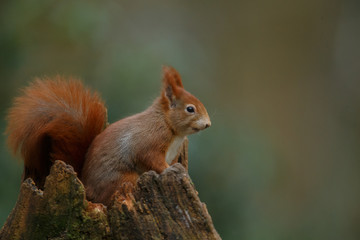 Wall Mural - red squirrel in the forest on a winter day