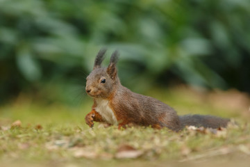 Wall Mural - red squirrel in the forest on a winter day