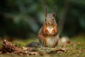 Wall Mural - red squirrel in the forest on a winter day