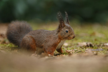 Wall Mural - red squirrel in the forest on a winter day