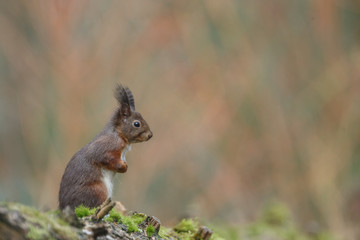 Wall Mural - red squirrel in the forest on a winter day