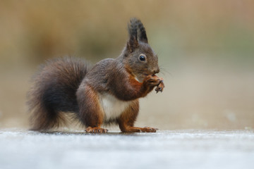 Wall Mural - red squirrel in the forest on a winter day