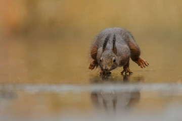 Wall Mural - red squirrel in the forest on a winter day