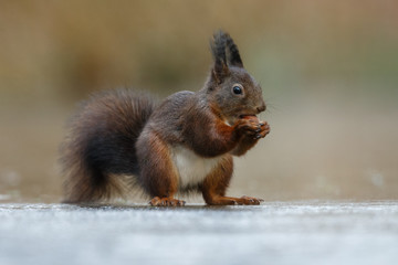 Wall Mural - red squirrel in the forest on a winter day