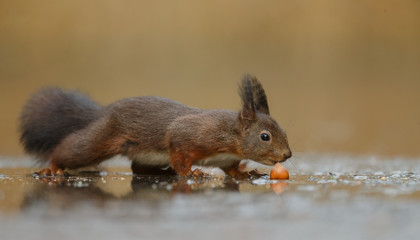 Wall Mural - red squirrel in the forest on a winter day