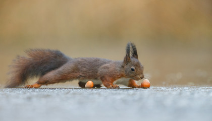 Wall Mural - red squirrel in the forest on a winter day