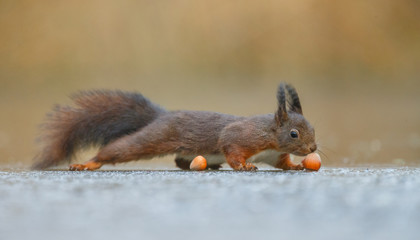Wall Mural - red squirrel in the forest on a winter day