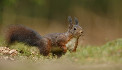 Wall Mural - red squirrel in the forest on a winter day