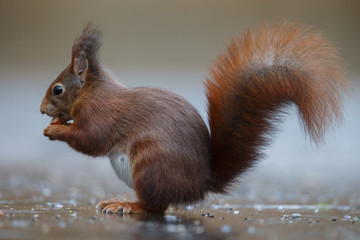 Wall Mural - red squirrel in the forest on a winter day