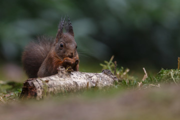 Wall Mural - red squirrel in the forest on a winter day