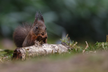 Wall Mural - red squirrel in the forest on a winter day