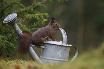 Wall Mural - red squirrel in the forest on a winter day