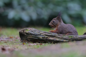 Wall Mural - red squirrel in the forest on a winter day