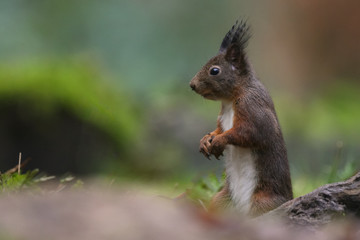 Wall Mural - red squirrel in the forest on a winter day