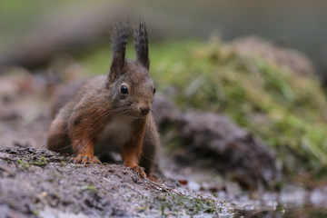 Wall Mural - red squirrel in the forest on a winter day