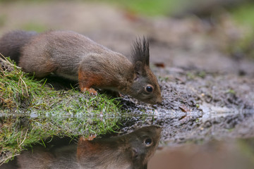 Wall Mural - red squirrel in the forest on a winter day