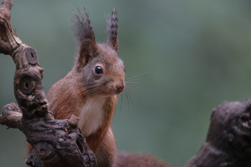 Wall Mural - red squirrel in the forest on a winter day